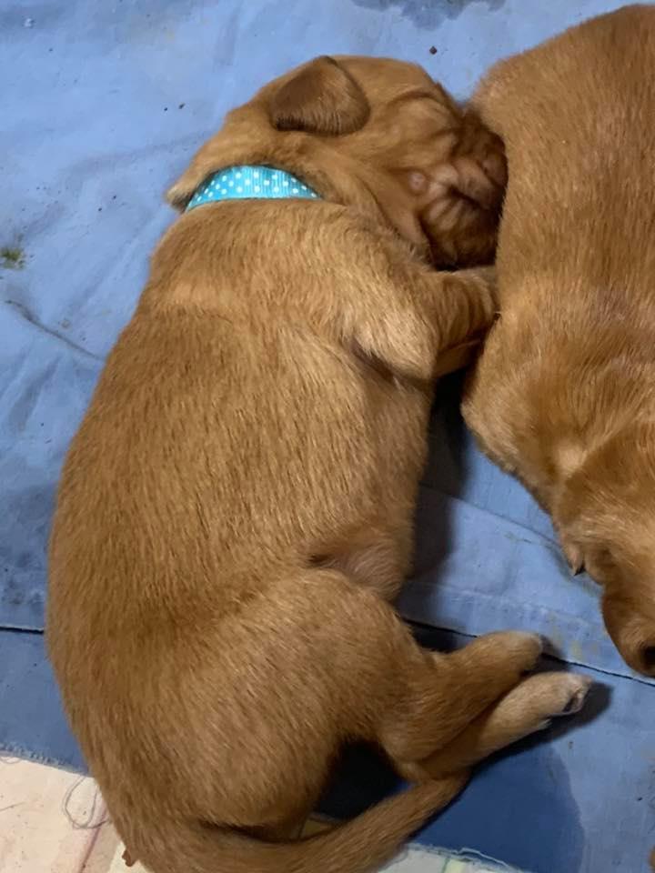 Pups1